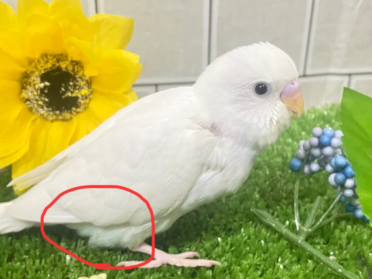✨最新画像✨まっしろボディの黒ゴマちゃん(*’ω’*) セキセイインコ セキセイインコ