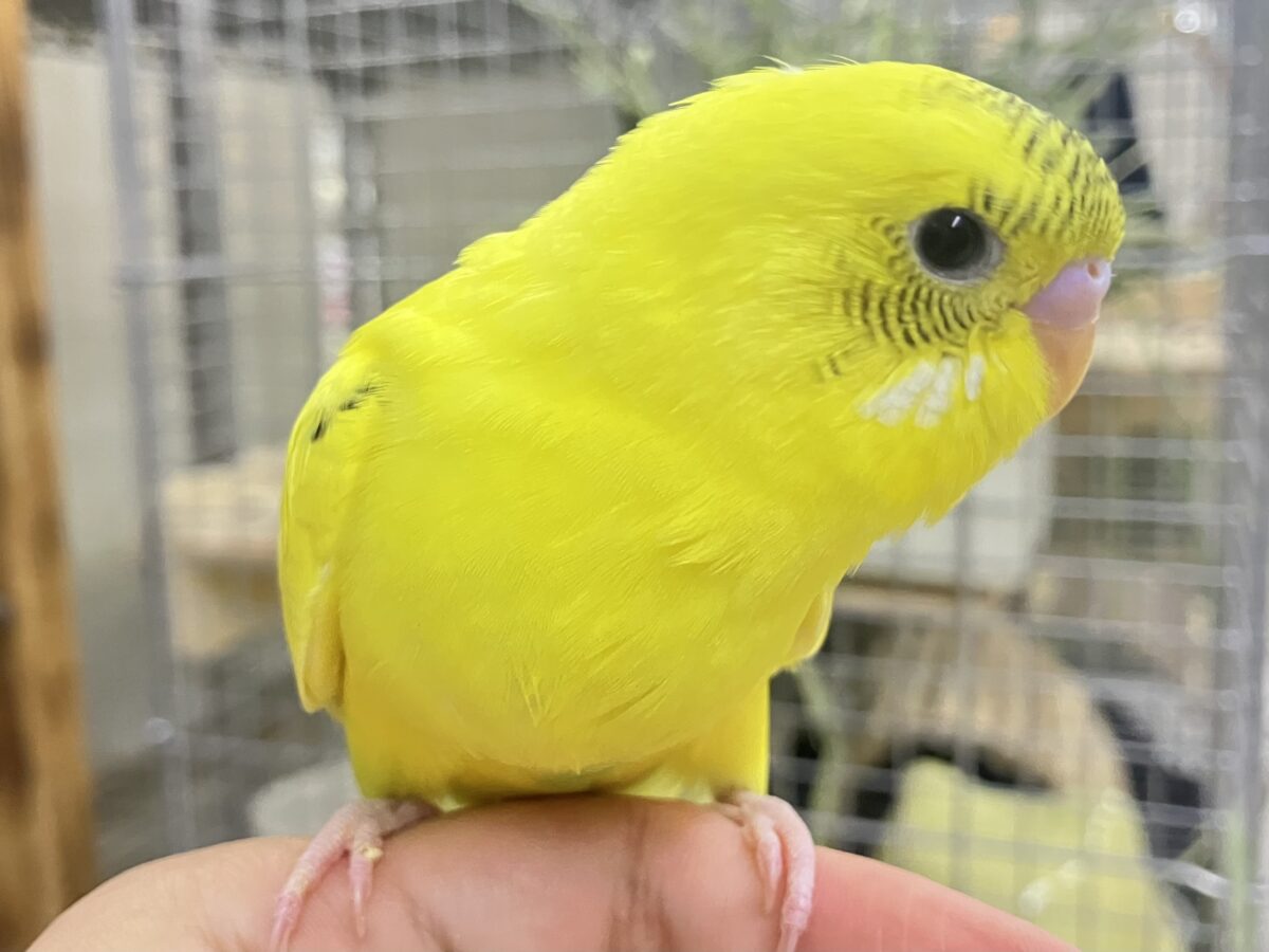 ✨最新画像✨今回はうすめシマシマ?? セキセインコ③ セキセイインコ
