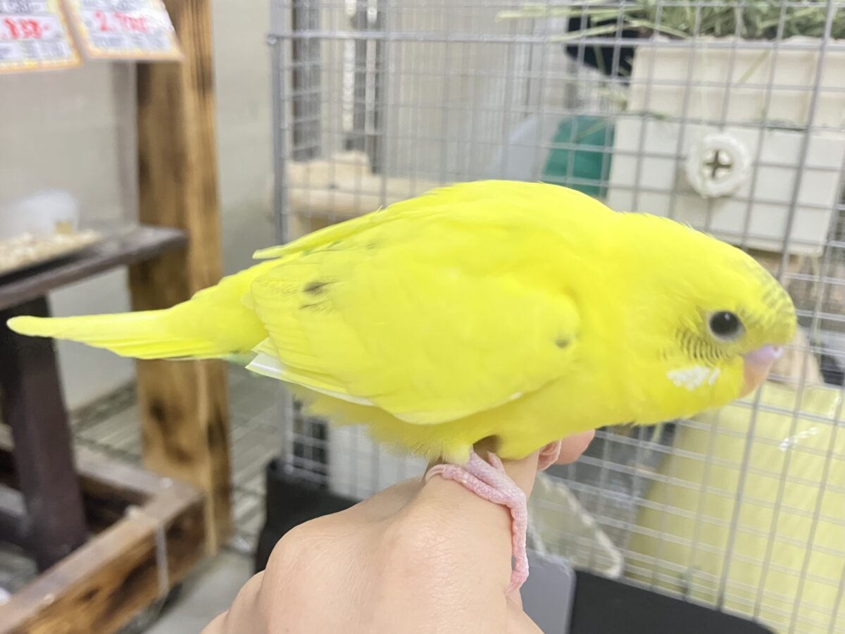 ✨最新画像✨今回はうすめシマシマ?? セキセインコ③ セキセイインコ