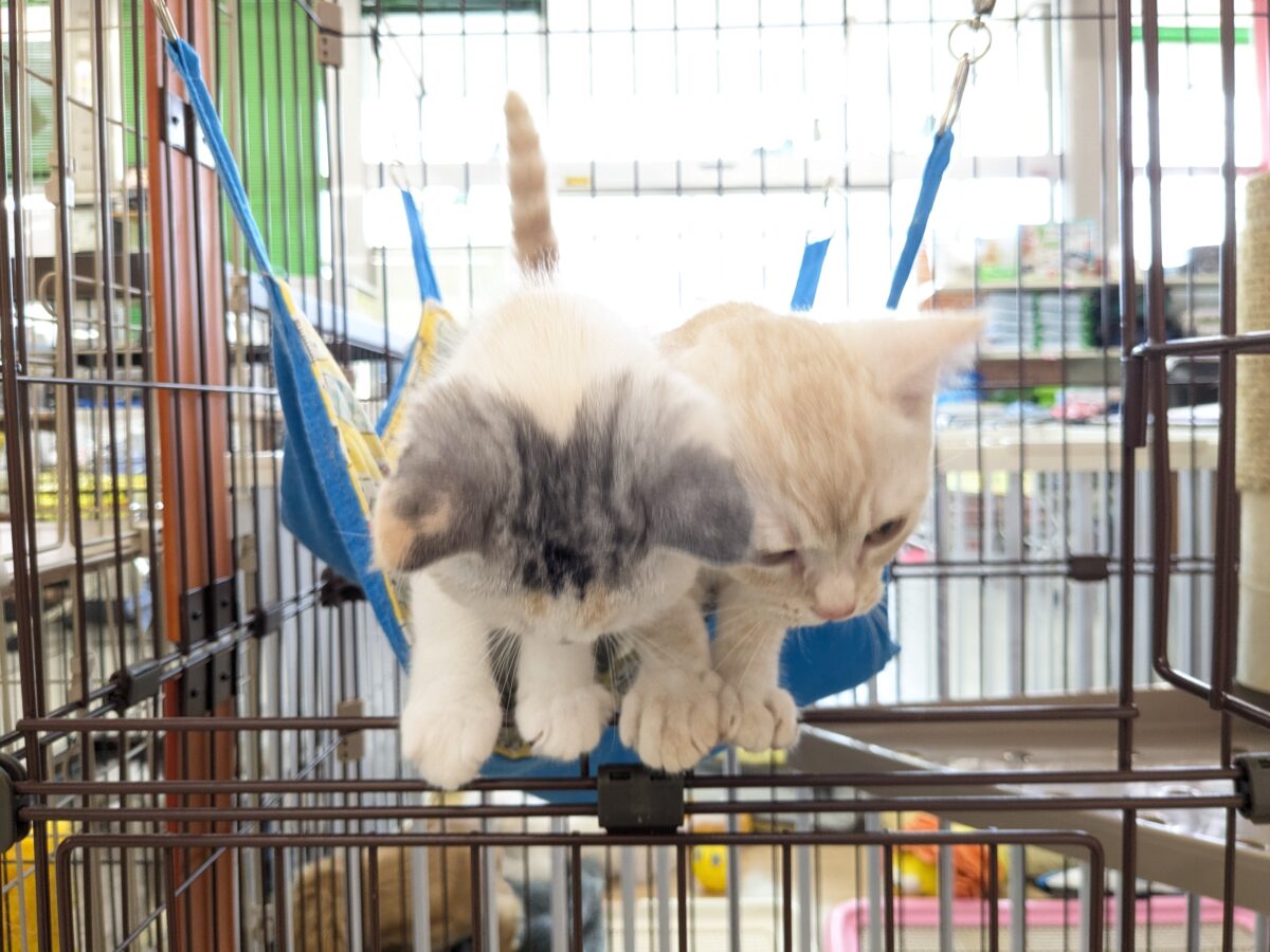 ミックス猫