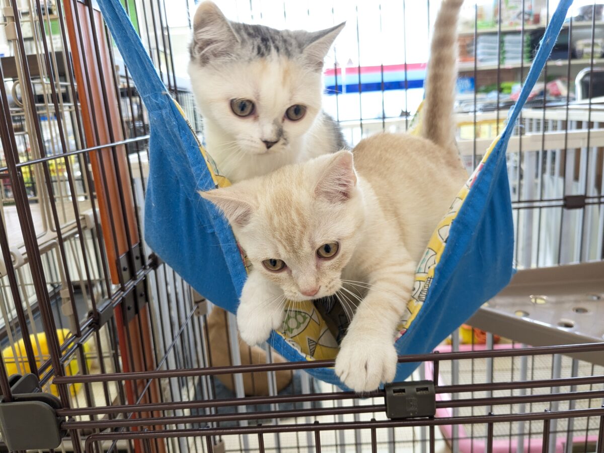 ミックス猫