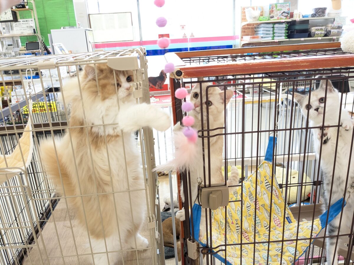 ミックス猫