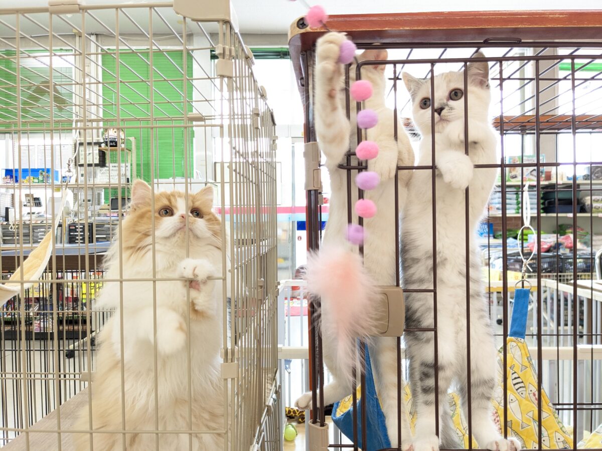 ミックス猫