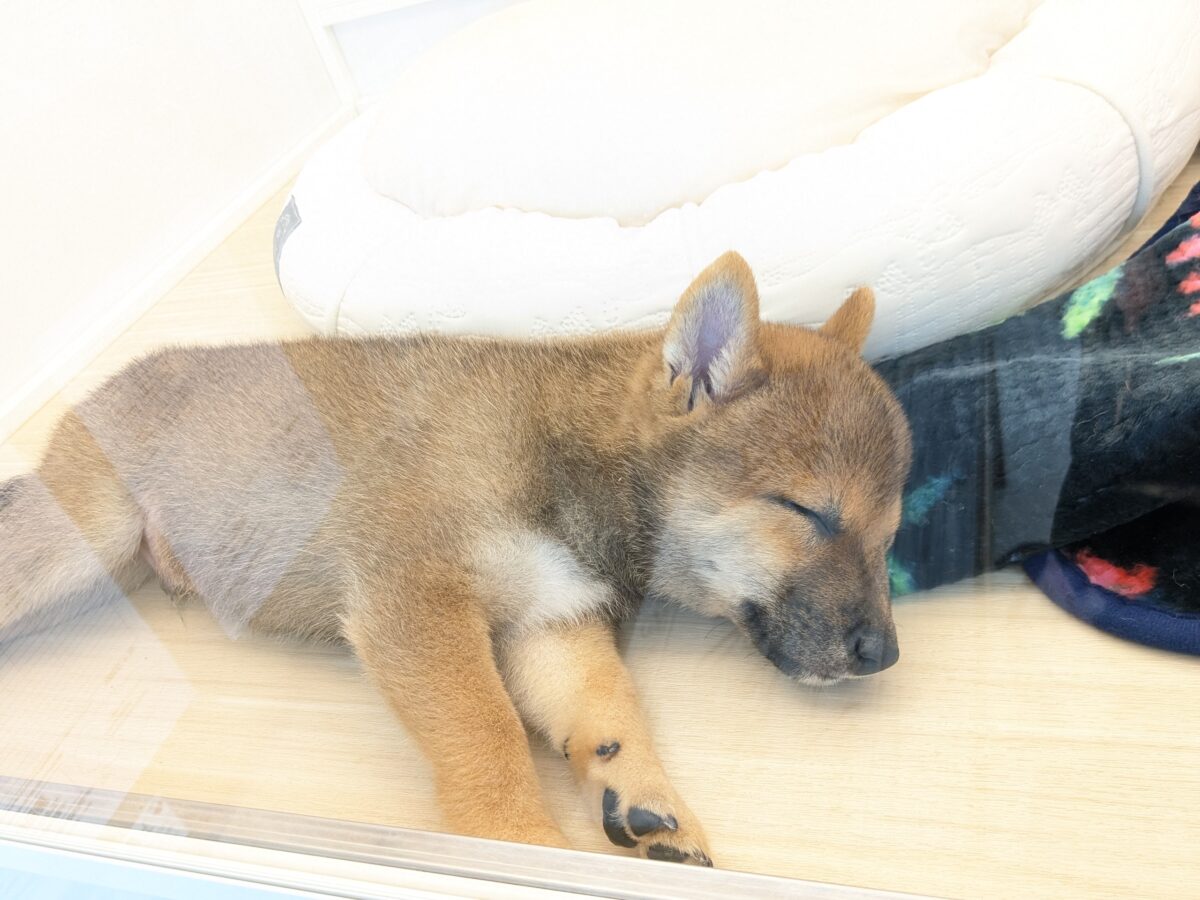 最新画像更新!!どすこい!かりんとうBOY🎵 豆柴犬の男のコ 2026/9/11撮影 豆柴