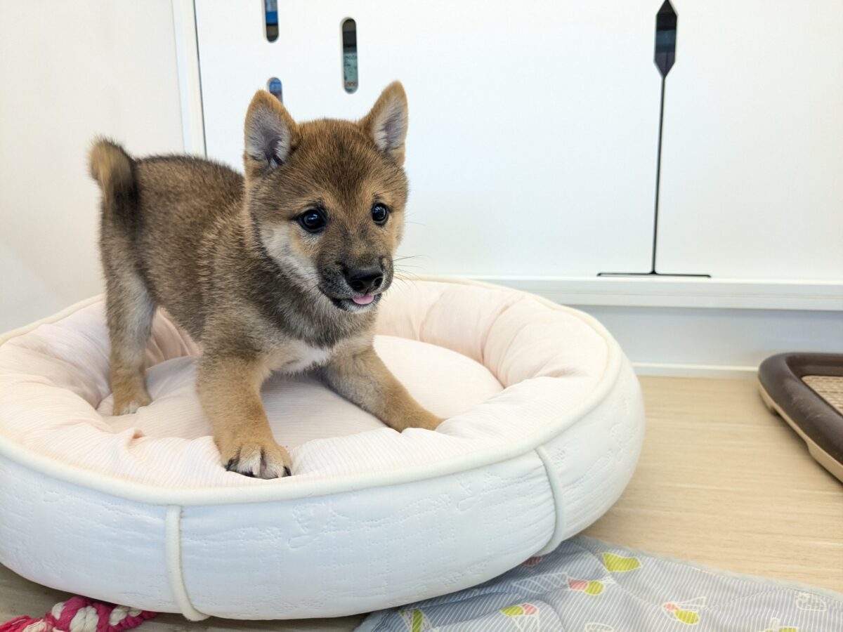 最新画像更新!!どすこい!かりんとうBOY🎵 豆柴犬の男のコ 2026/9/11撮影 豆柴