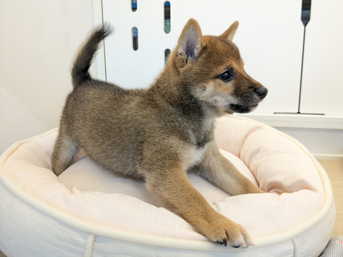最新画像更新!!どすこい!かりんとうBOY🎵 豆柴犬の男のコ 2026/9/11撮影 豆柴