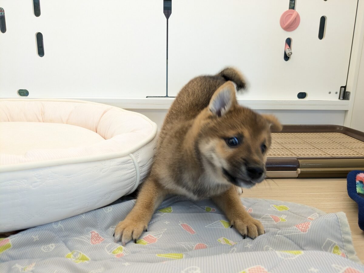最新画像更新!!どすこい!かりんとうBOY🎵 豆柴犬の男のコ 2026/9/11撮影 豆柴