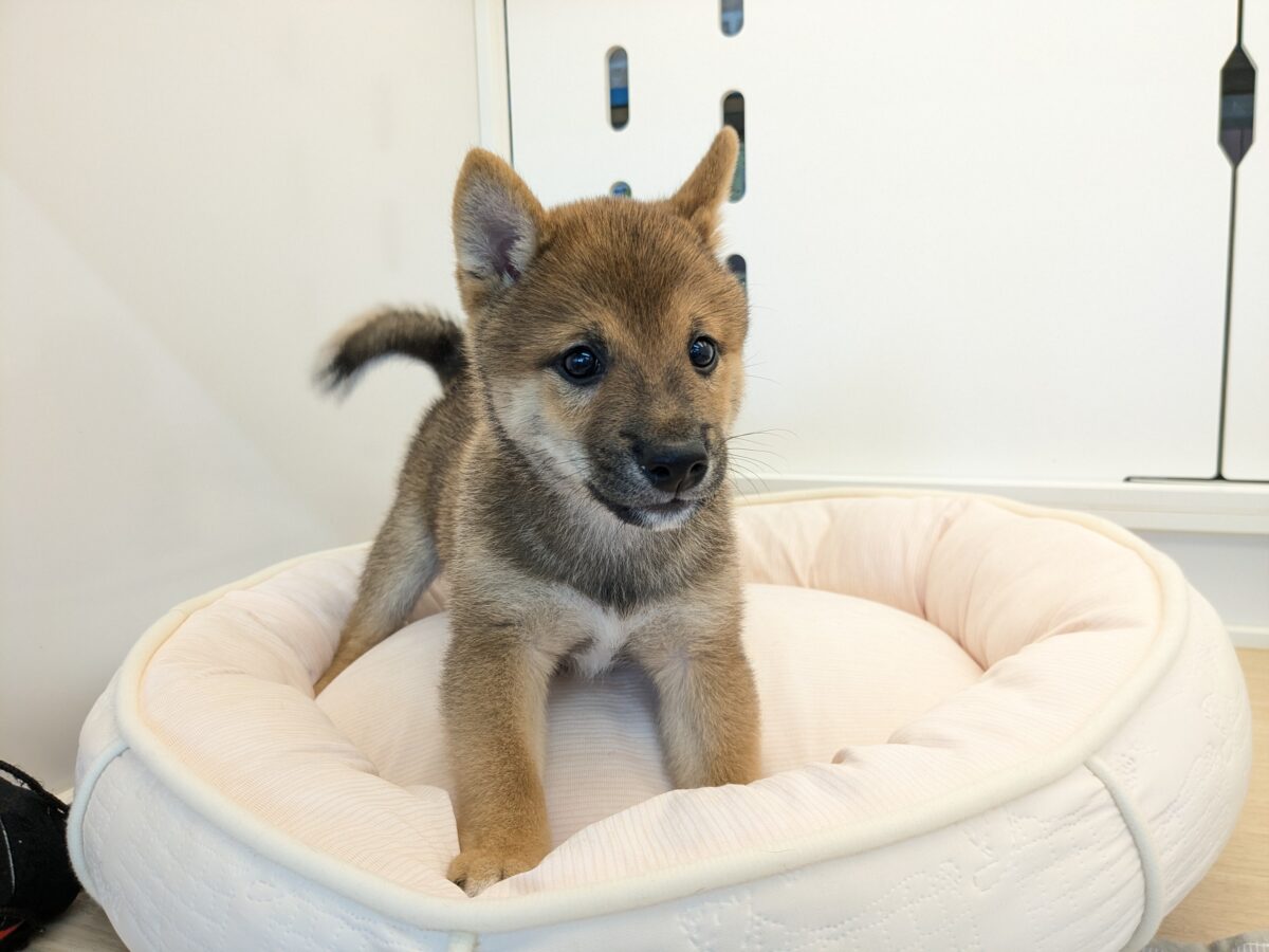 最新画像更新!!どすこい!かりんとうBOY🎵 豆柴犬の男のコ 2026/9/11撮影 豆柴