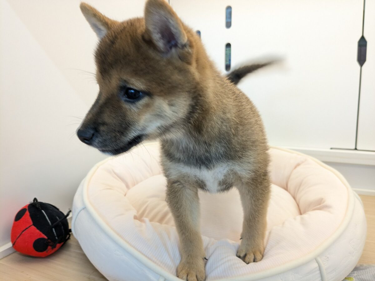 最新画像更新!!どすこい!かりんとうBOY🎵 豆柴犬の男のコ 2026/9/11撮影 豆柴