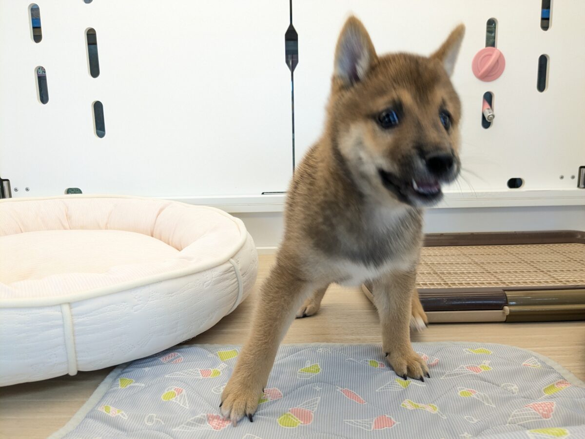 最新画像更新!!どすこい!かりんとうBOY🎵 豆柴犬の男のコ 2026/9/11撮影 豆柴