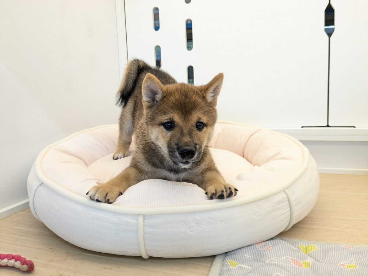 最新画像更新!!どすこい!かりんとうBOY🎵 豆柴犬の男のコ 2026/9/11撮影 豆柴