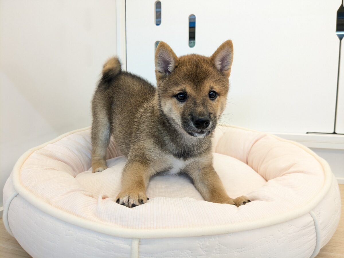 最新画像更新!!どすこい!かりんとうBOY🎵 豆柴犬の男のコ 2026/9/11撮影 豆柴