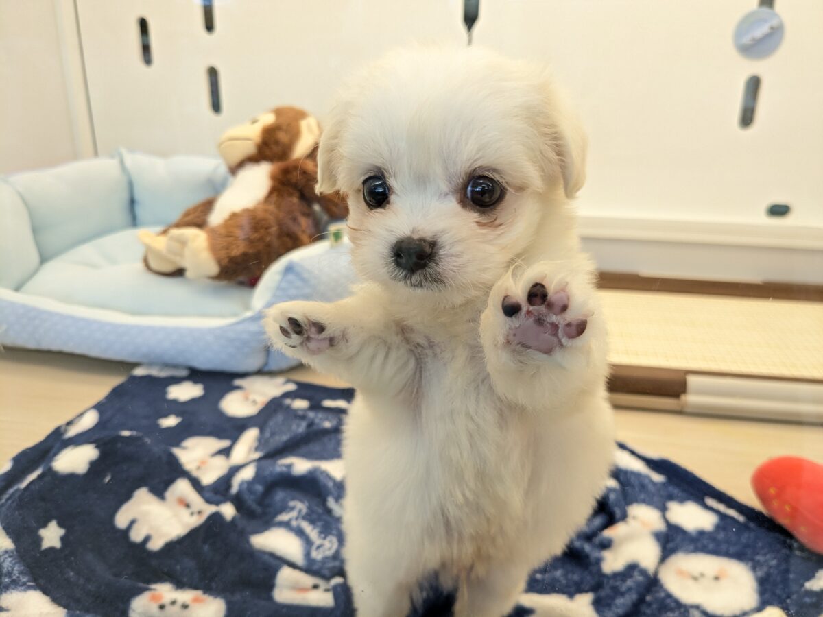 チワマル（マルチワ）