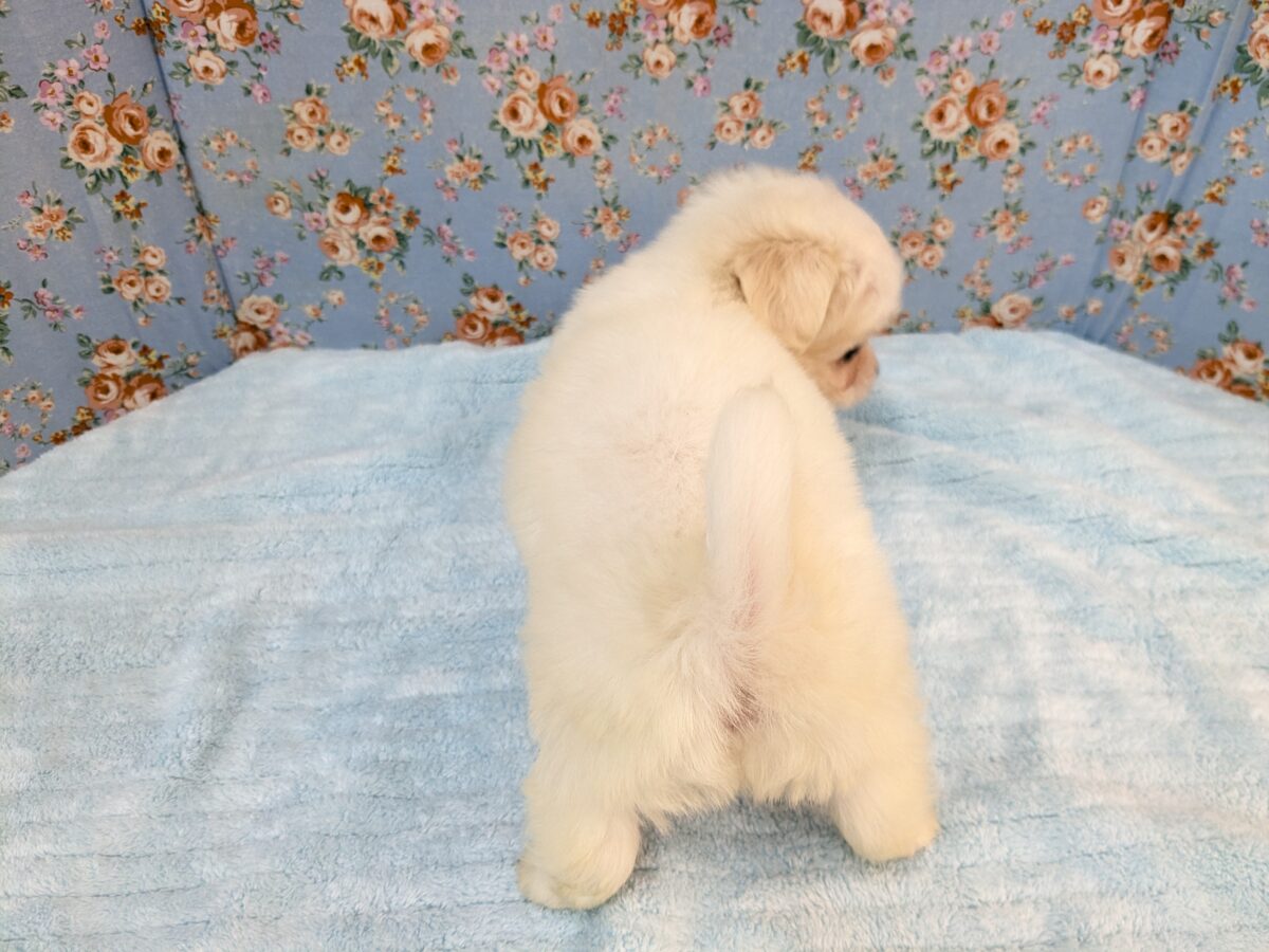 チワマル（マルチワ）