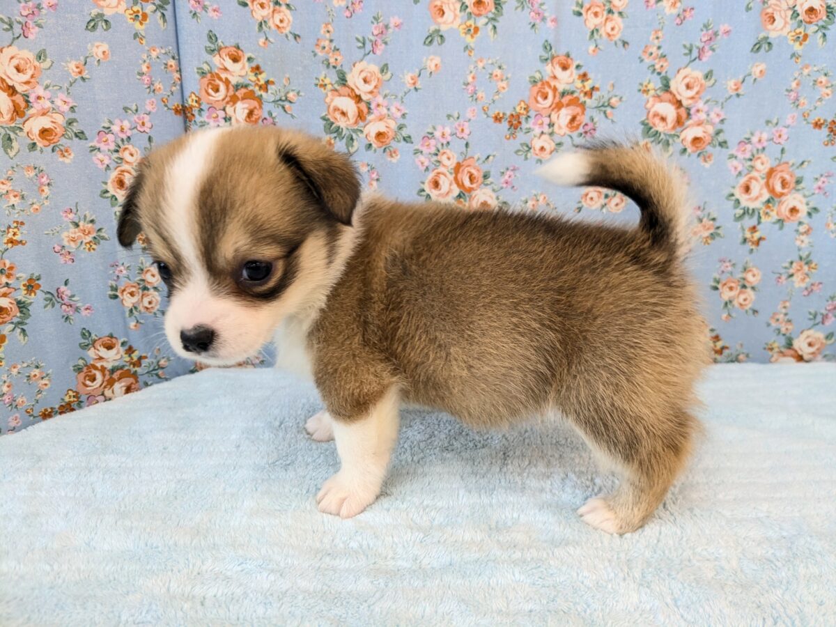 最新画像更新!!ボクのパパとママを当ててみて💗? ハーフ犬(チワワ×コーギー)の男のコ💙 2026/8/25撮影 チワコー