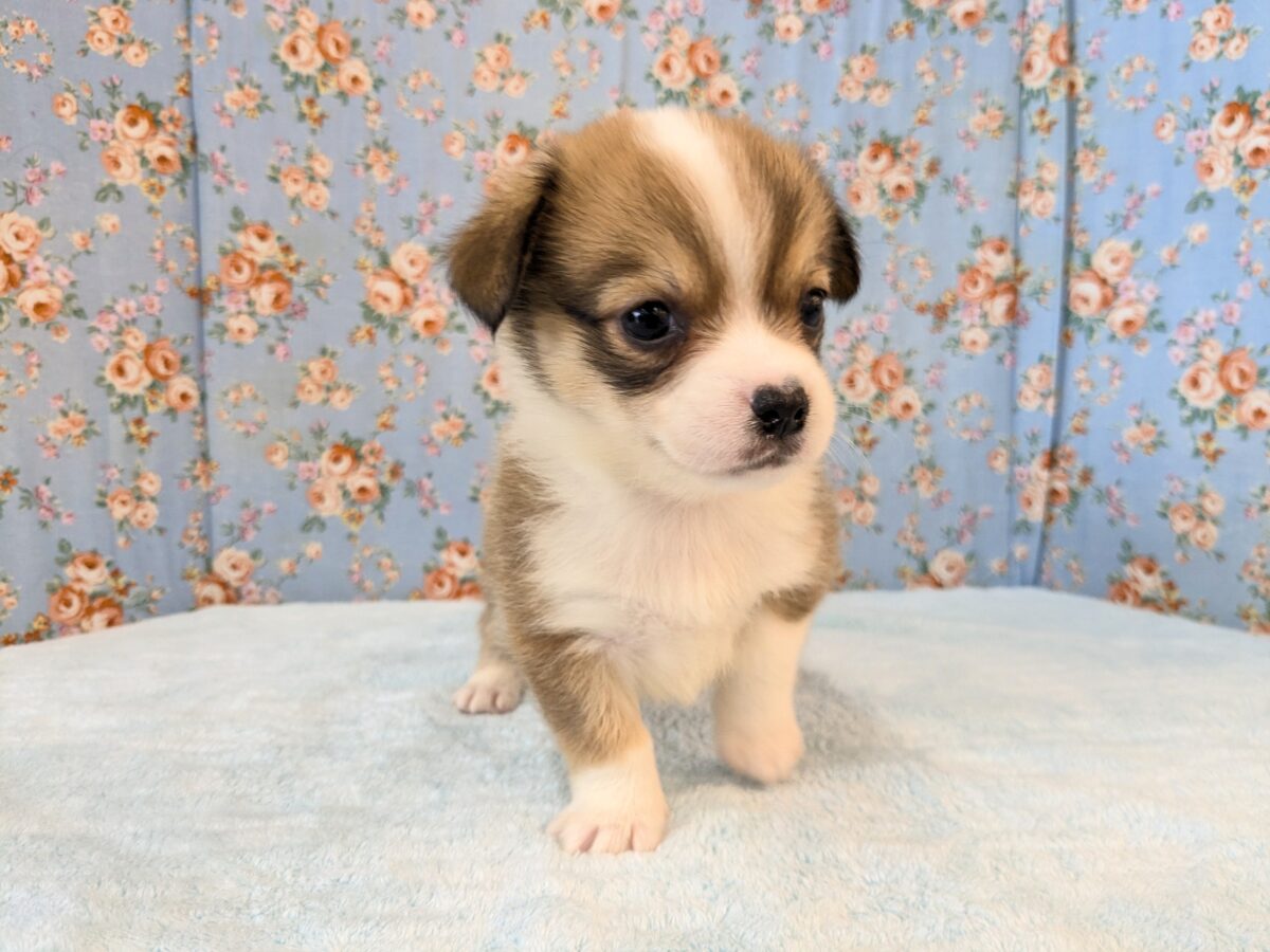 最新画像更新!!ボクのパパとママを当ててみて💗? ハーフ犬(チワワ×コーギー)の男のコ💙 2026/8/25撮影 チワコー