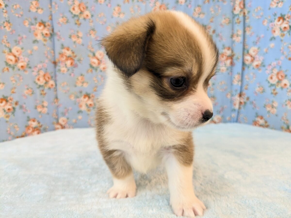 最新画像更新!!ボクのパパとママを当ててみて💗? ハーフ犬(チワワ×コーギー)の男のコ💙 2026/8/25撮影 チワコー