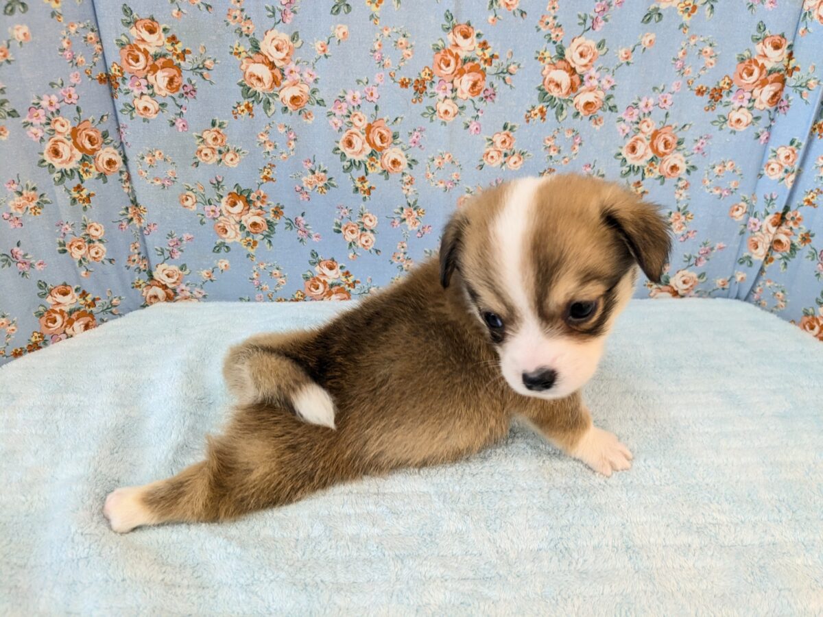 最新画像更新!!ボクのパパとママを当ててみて💗? ハーフ犬(チワワ×コーギー)の男のコ💙 2026/8/25撮影 チワコー