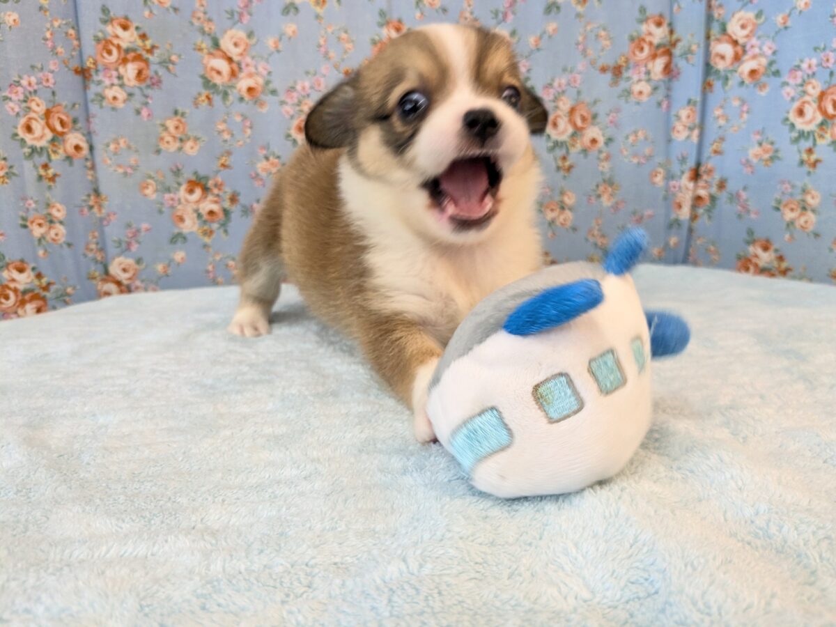 最新画像更新!!ボクのパパとママを当ててみて💗? ハーフ犬(チワワ×コーギー)の男のコ💙 2026/8/25撮影 チワコー