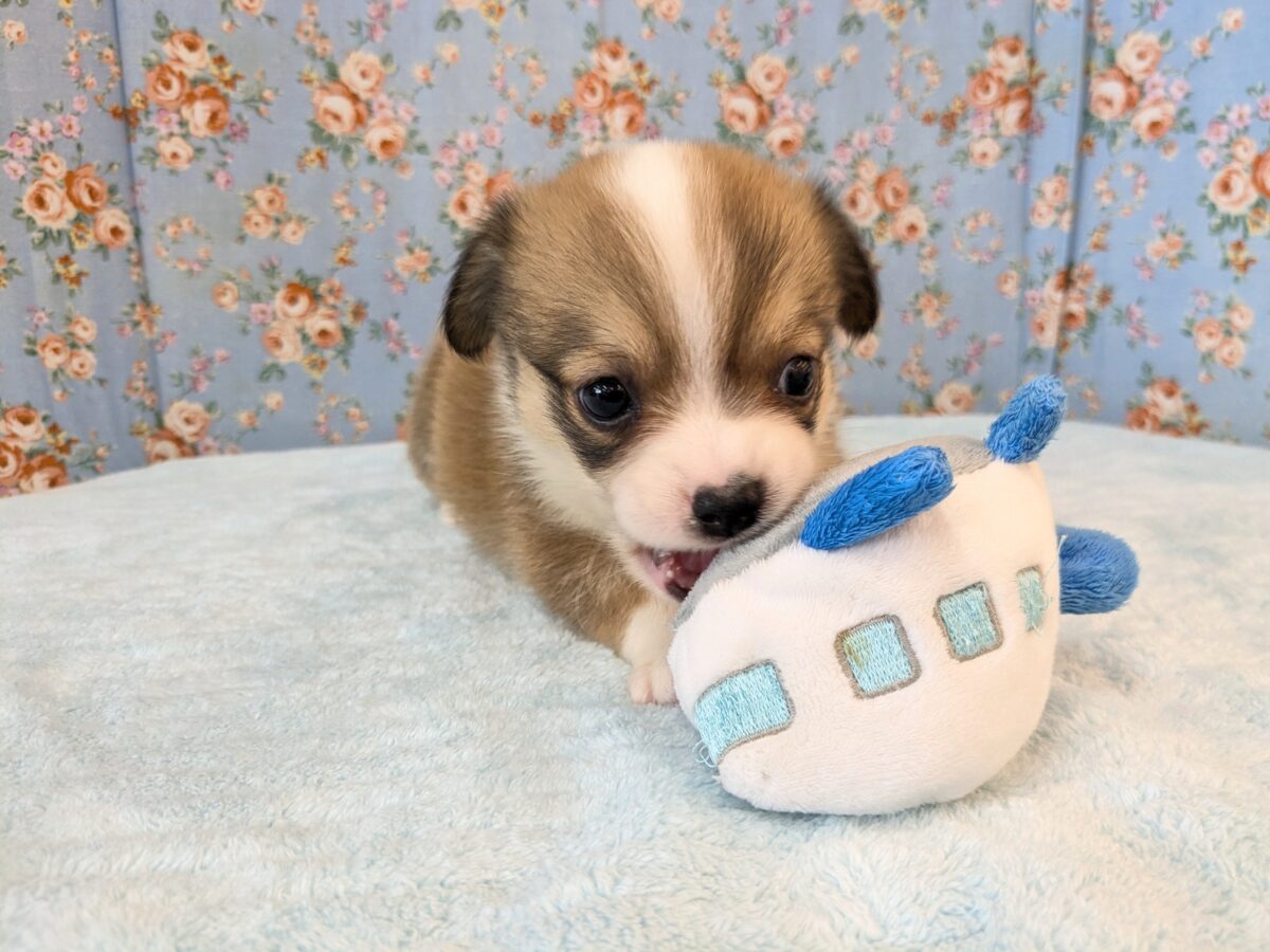 最新画像更新!!ボクのパパとママを当ててみて💗? ハーフ犬(チワワ×コーギー)の男のコ💙 2026/8/25撮影 チワコー
