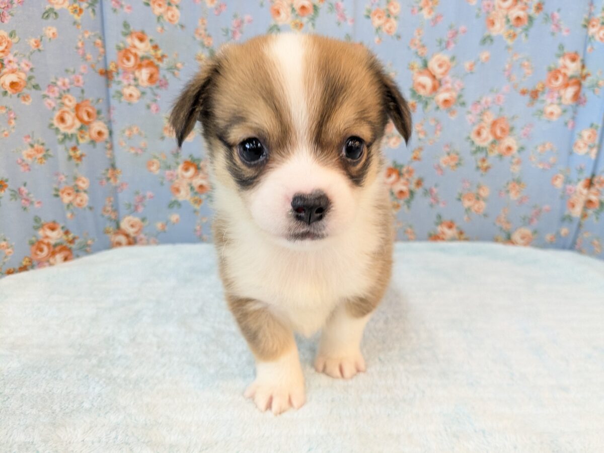最新画像更新!!ボクのパパとママを当ててみて💗? ハーフ犬(チワワ×コーギー)の男のコ💙 2026/8/25撮影 チワコー