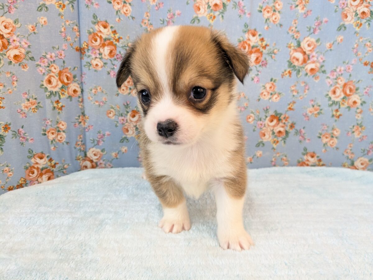 最新画像更新!!ボクのパパとママを当ててみて💗? ハーフ犬(チワワ×コーギー)の男のコ💙 2026/8/25撮影 チワコー