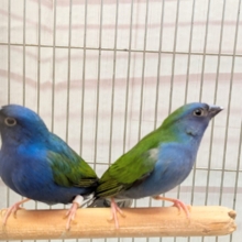 レアフィンチペア💖チモールセイコウ鳥さん来ました〜✨
