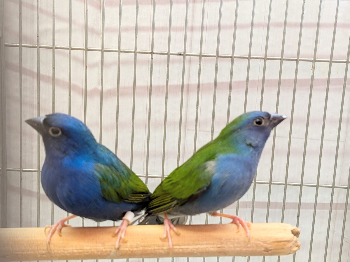 レアフィンチペア💖チモールセイコウ鳥さん来ました〜✨
