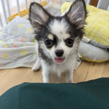 最新画像更新！！はい！みんなボクに注目💙✨　ロングコートチワワの男のコ　2026/7/23撮影　