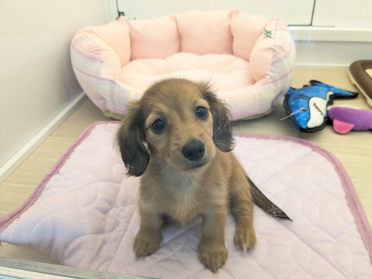 パワフルガール参上✨ カニンヘンダックスの女のコ 2026/7/22撮影 カニンヘンダックス