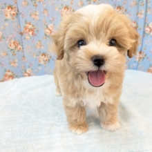 きらきら✨スマイルボーイ！！　ハーフ犬（トイプードル×マルチーズ）の男のコ　2026/7/22撮影