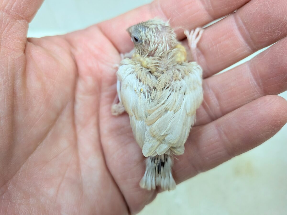 かなりレアです!キンカ鳥色変わりヒナさん来ました〜 錦花鳥(キンカチョウ)