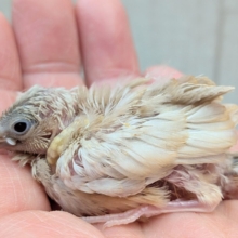 かなりレアです！キンカ鳥色変わりヒナさん来ました〜