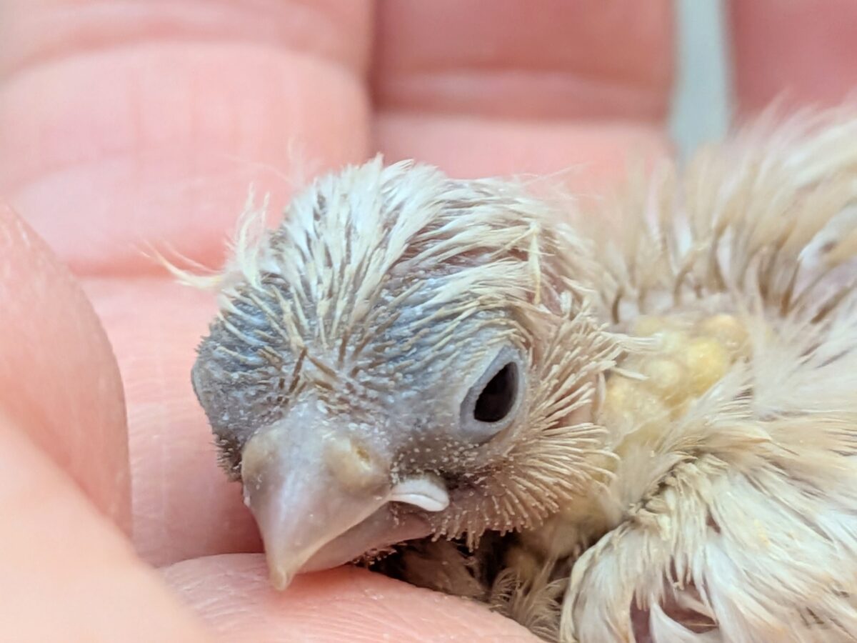 かなりレアです!キンカ鳥色変わりヒナさん来ました〜 錦花鳥(キンカチョウ)
