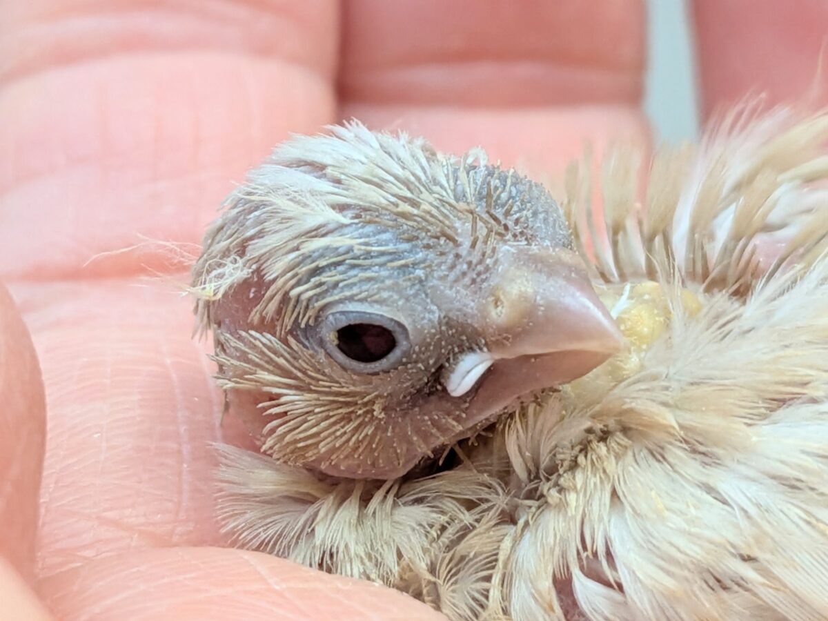 かなりレアです!キンカ鳥色変わりヒナさん来ました〜 錦花鳥(キンカチョウ)