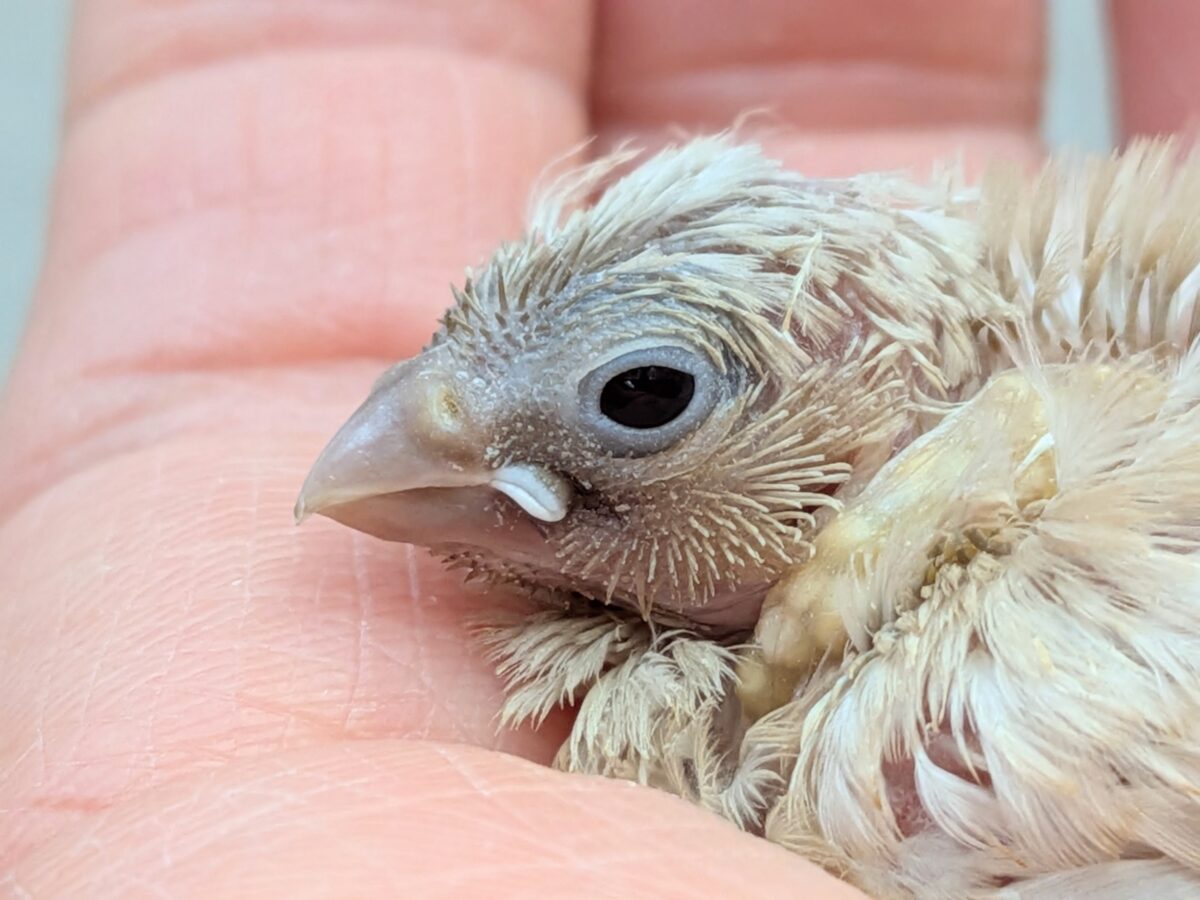 かなりレアです!キンカ鳥色変わりヒナさん来ました〜 錦花鳥(キンカチョウ)