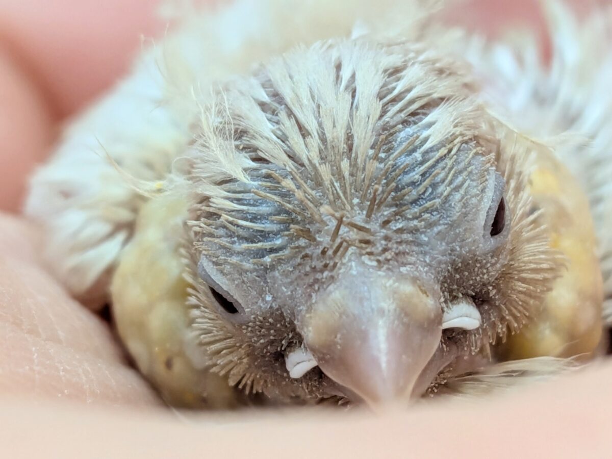 かなりレアです!キンカ鳥色変わりヒナさん来ました〜 錦花鳥(キンカチョウ)