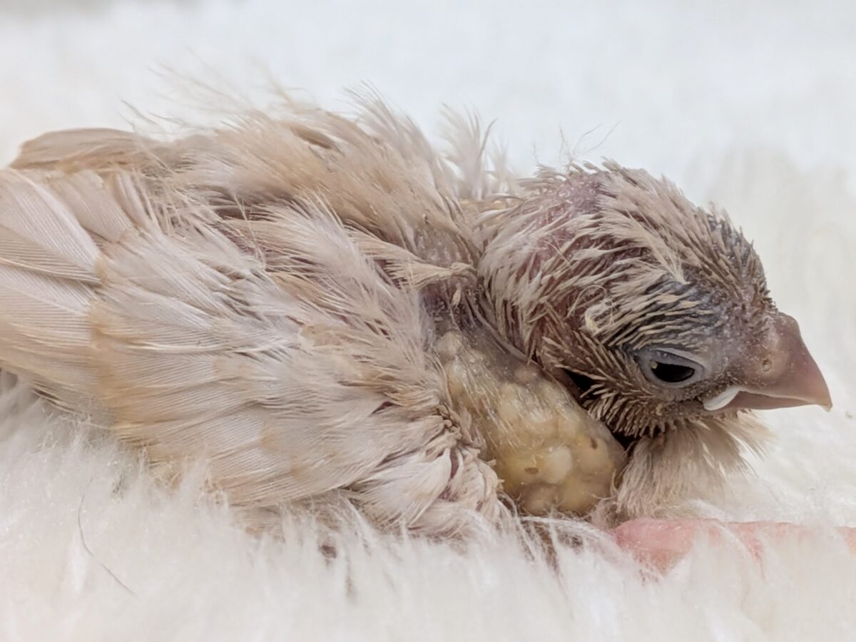かなりレアです!キンカ鳥色変わりヒナさん来ました〜 錦花鳥(キンカチョウ)