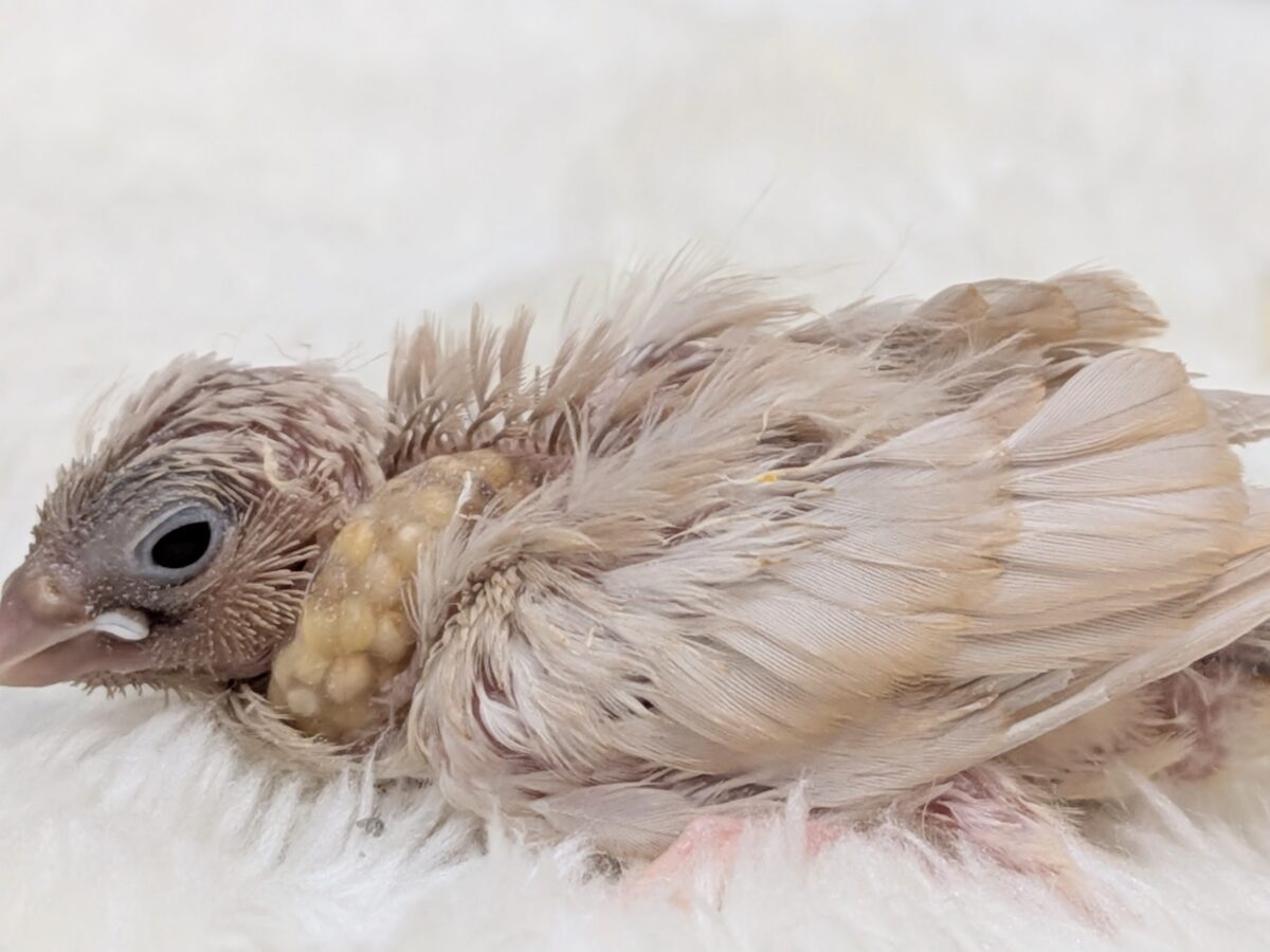 かなりレアです!キンカ鳥色変わりヒナさん来ました〜 錦花鳥(キンカチョウ)