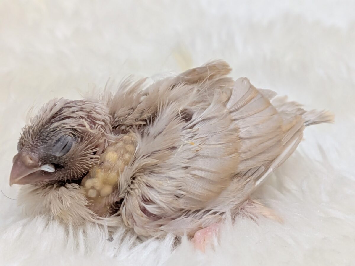 かなりレアです!キンカ鳥色変わりヒナさん来ました〜 錦花鳥(キンカチョウ)