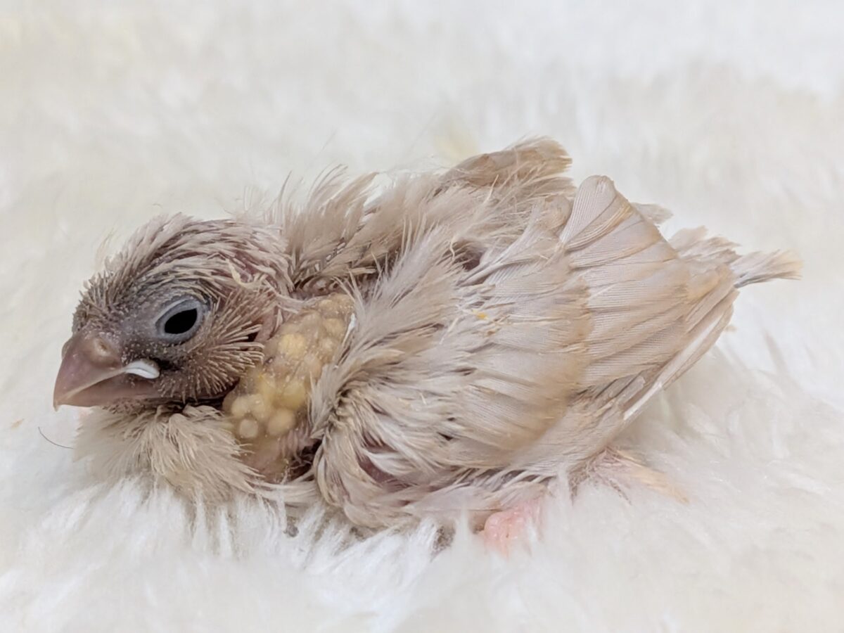 かなりレアです!キンカ鳥色変わりヒナさん来ました〜 錦花鳥(キンカチョウ)