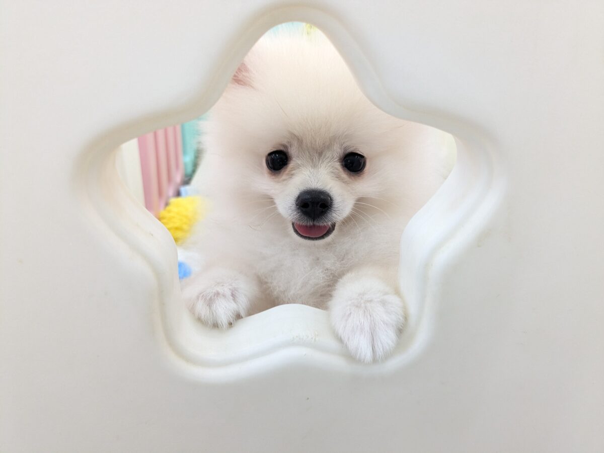 最新画像更新!!みんなが笑顔になる✨ハッピースマイル🥰 ポメラニアンの男のコ💙 2026/7/31撮影 ポメラニアン
