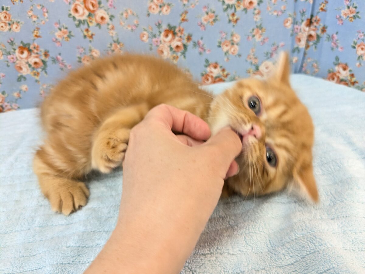 最新画像更新!!爆裂!!ファイティングキャット🔥🔥🔥 エキゾチックショートヘアの男のコ💙 2026/9/14撮影 エキゾチック
