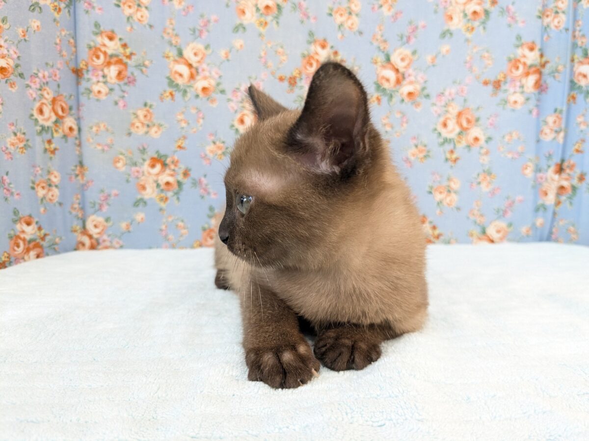 超絶あまあま💗 バーミーズの男のコ💙 2026/7/30撮影 バーミーズ