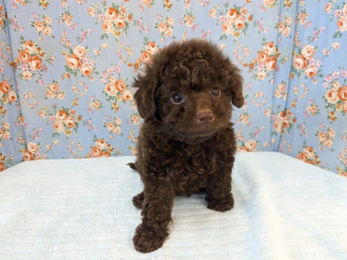 最新画像更新!!プリプリ甘ーいチョコレートボーイ💗 トイプードルの男のコ💙 2026/8/25撮影 トイプードル