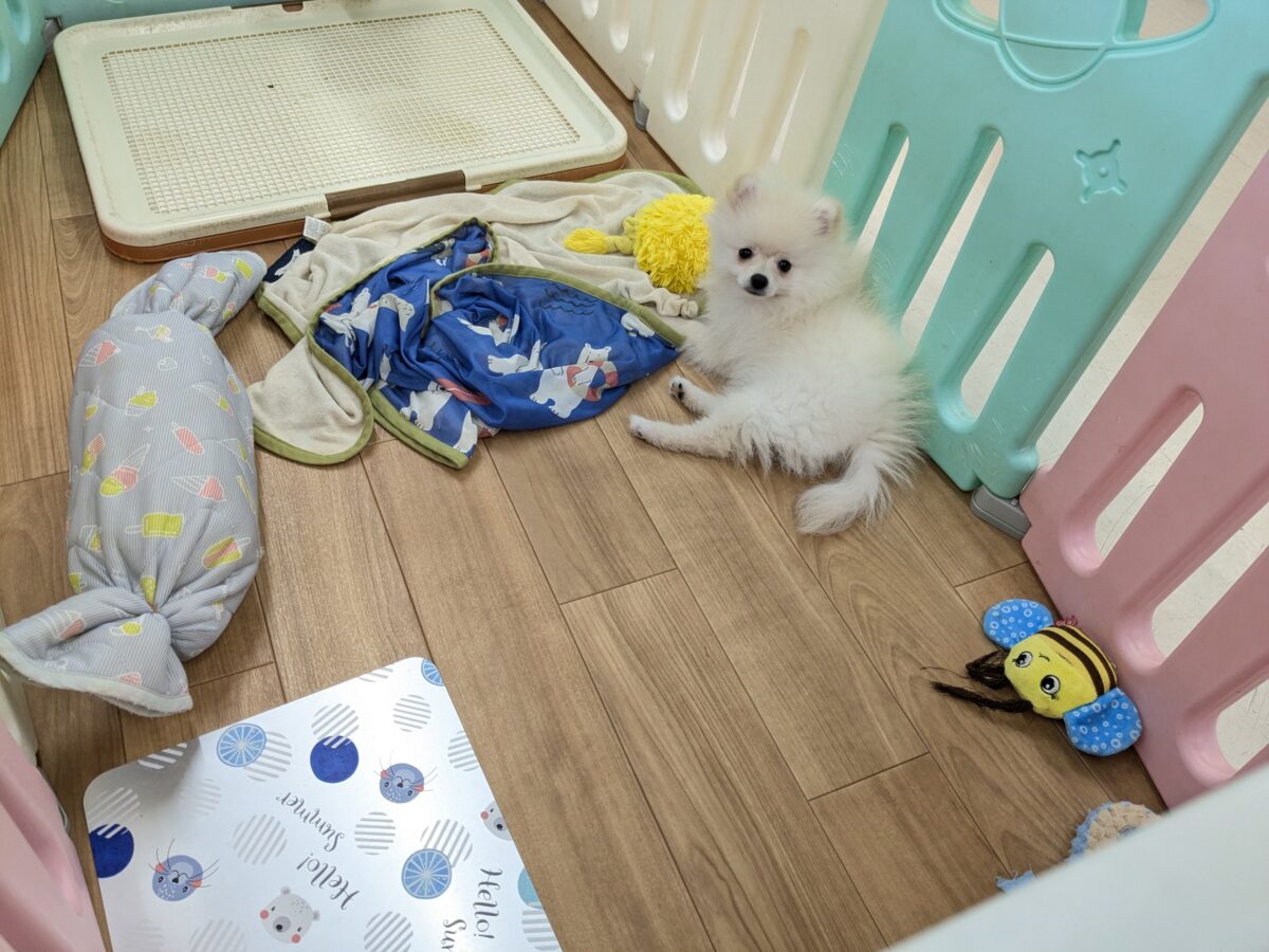 最新画像更新!!みんなが笑顔になる✨ハッピースマイル🥰 ポメラニアンの男のコ💙 2026/7/31撮影 ポメラニアン