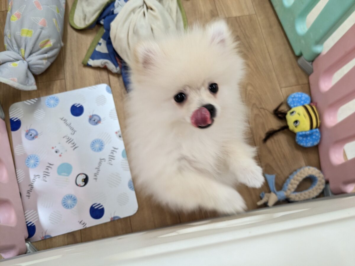 最新画像更新!!みんなが笑顔になる✨ハッピースマイル🥰 ポメラニアンの男のコ💙 2026/7/31撮影 ポメラニアン