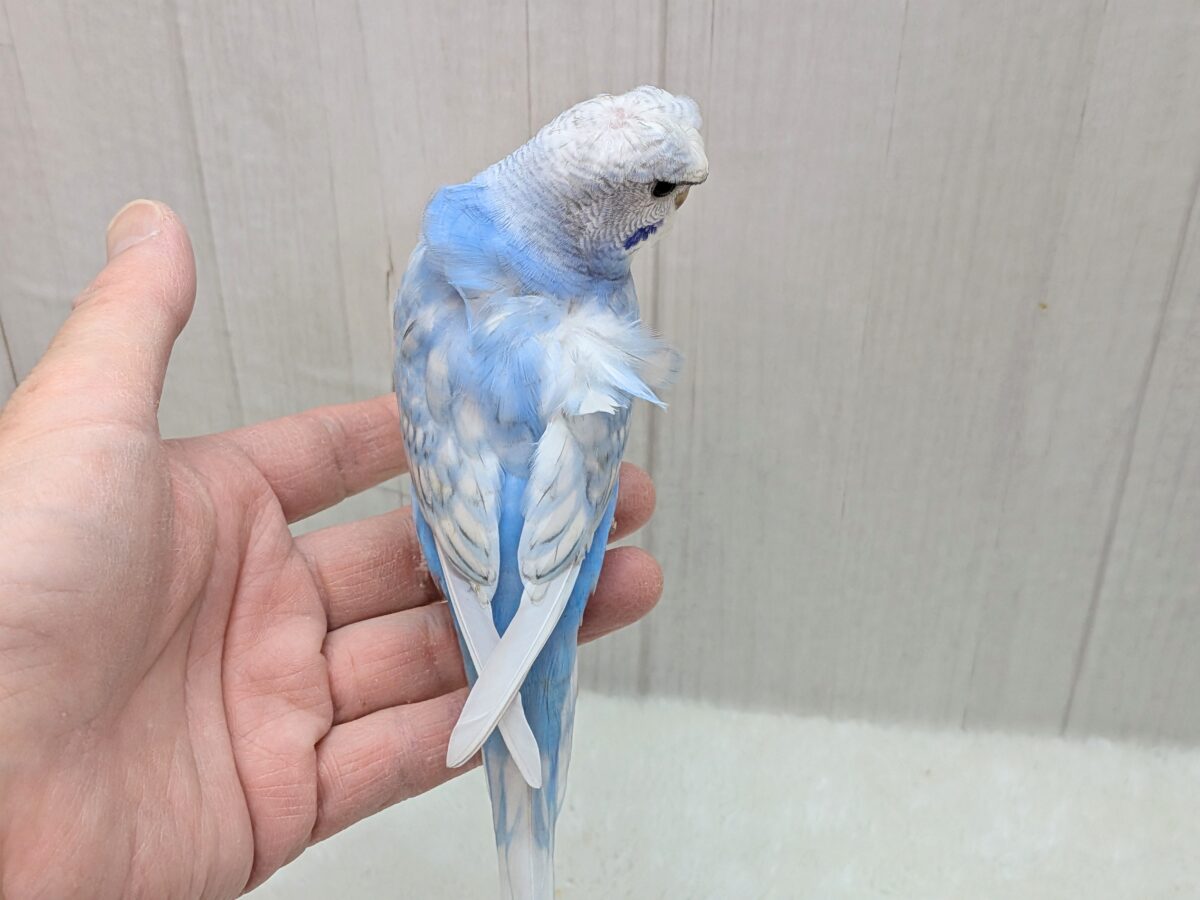 最新画像あります!もさっと頭が特徴ですっ💕くるっと♪梵天セキセイインコ⭐️ 羽衣セキセイインコ