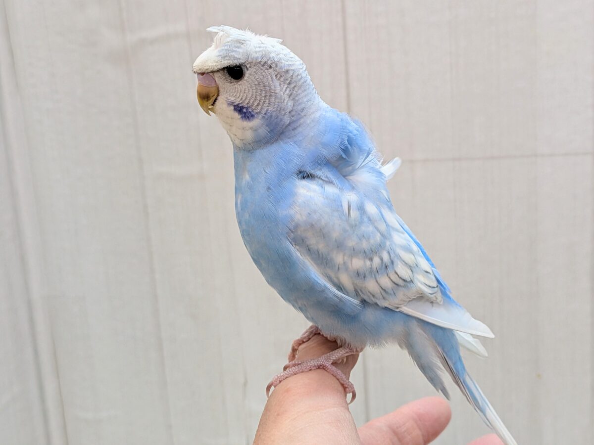最新画像あります!もさっと頭が特徴ですっ💕くるっと♪梵天セキセイインコ⭐️ 羽衣セキセイインコ