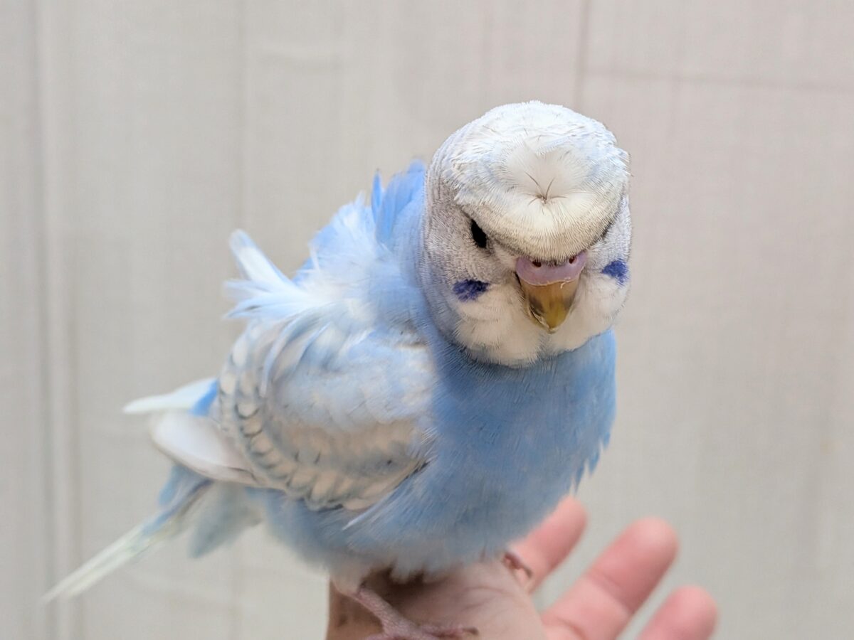 最新画像あります!もさっと頭が特徴ですっ💕くるっと♪梵天セキセイインコ⭐️ 羽衣セキセイインコ